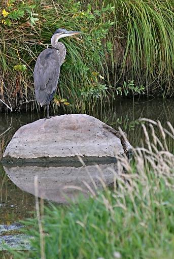 GBH on rock-gbh-rock.jpg