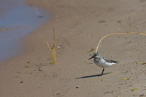 Juvie Sanderling-img_4897.jpg