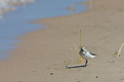 Juvie Sanderling-img_4899.jpg