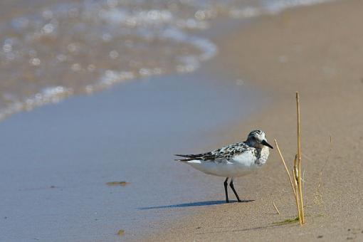 Juvie Sanderling-img_4903.jpg