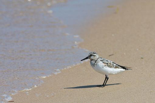 Juvie Sanderling-img_4910.jpg