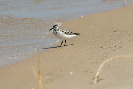 Juvie Sanderling-img_4912.jpg