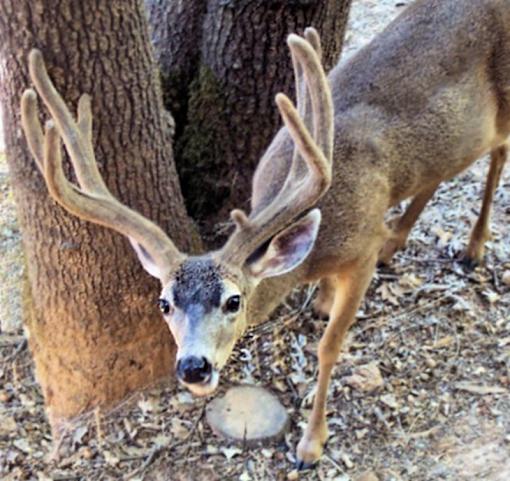 Newborn Fawns-buckiecompressed.jpg