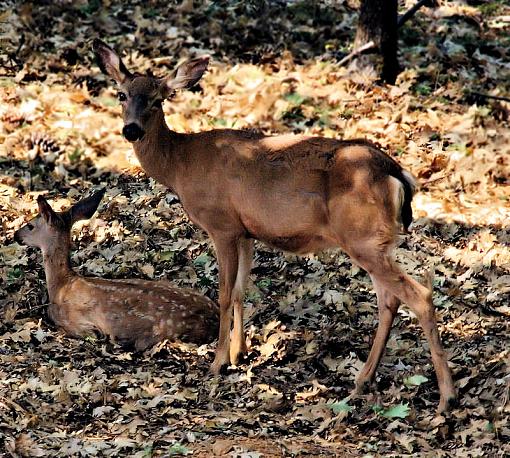 Newborn Fawns-doe-fawncompressed.jpg