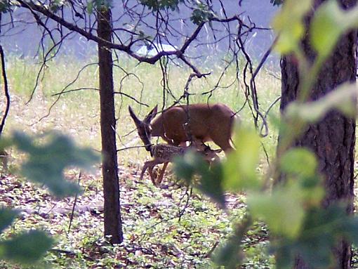 Newborn Fawns-doe-fawncompressed.jpg