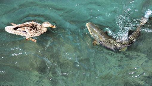 Brown Trout Trying to eat a Duck...-browntroutandduck800.jpg