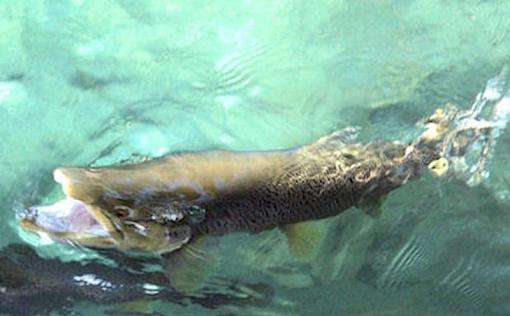 Brown Trout Trying to eat a Duck...-browntroutjpeg800.jpg