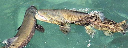 Brown Trout Trying to eat a Duck...-2browntroutspawning800.jpg