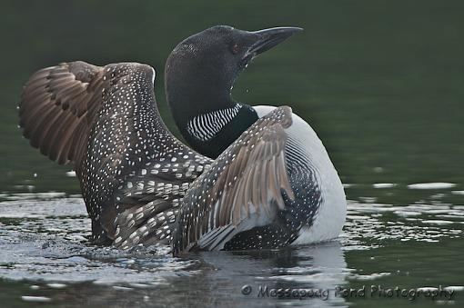 Maine Loons-img_3999.jpg