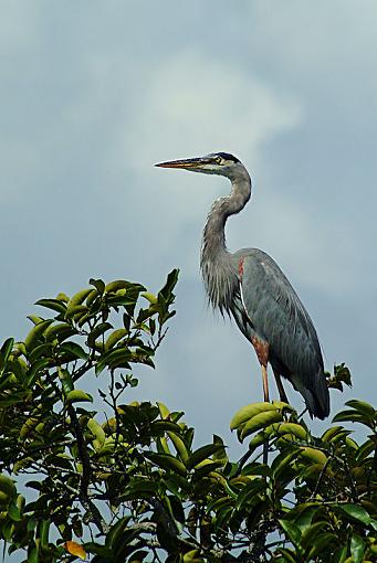 Heron, Hawk, and some 'hopper hardcore-heron1954.jpg