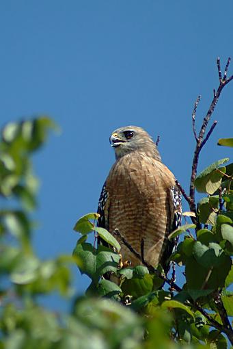 Heron, Hawk, and some 'hopper hardcore-hawk_redshoulder1942.jpg