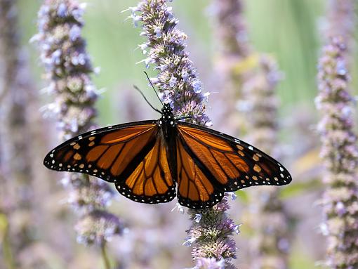 more urban monarchs-_1010238.jpg