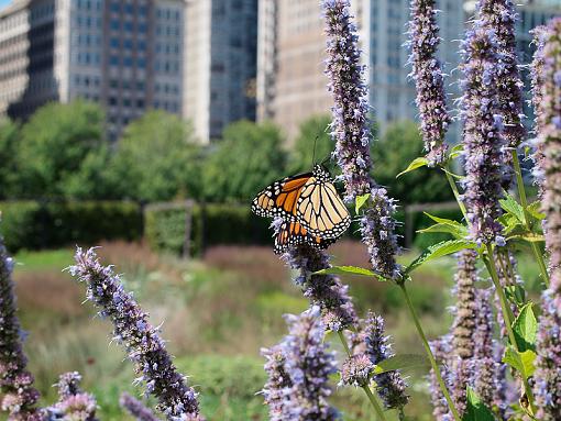 more urban monarchs-_8300850.jpg