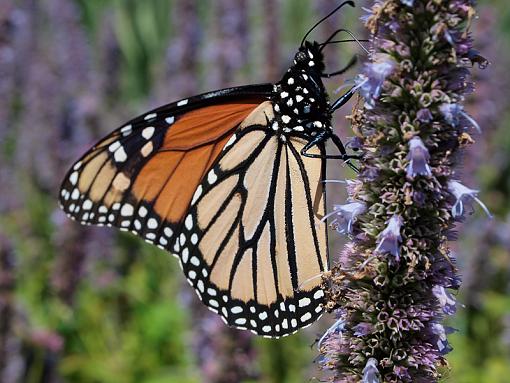 more urban monarchs-_8300860.jpg