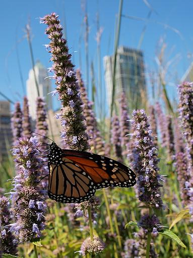 more urban monarchs-_8300873.jpg