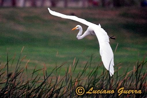 More golf course wildlife.-leg_7959c2.jpg