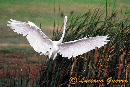 More golf course wildlife.-leg_7960c2.jpg