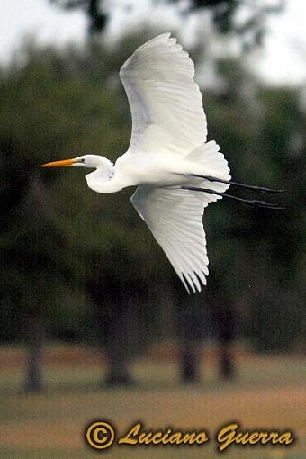 More golf course wildlife.-leg_8084c2.jpg