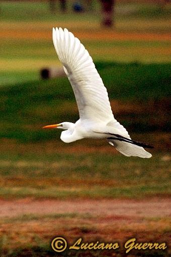 More golf course wildlife.-leg_8100c2.jpg