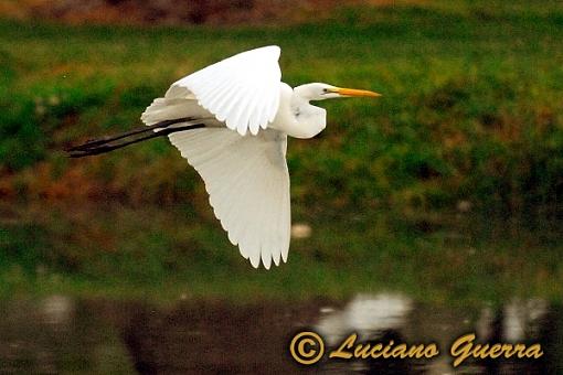 More golf course wildlife.-leg_8126c2.jpg