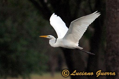 More golf course wildlife.-leg_8129c2.jpg