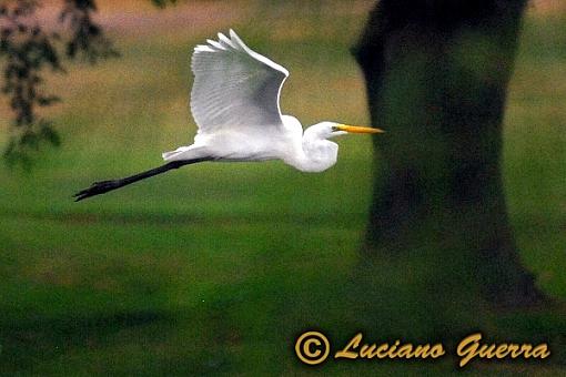 More golf course wildlife.-leg_8151c2.jpg