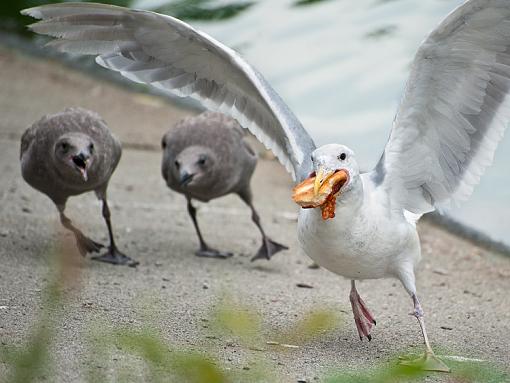 Run, Seagull Run !-bacon-run.jpg