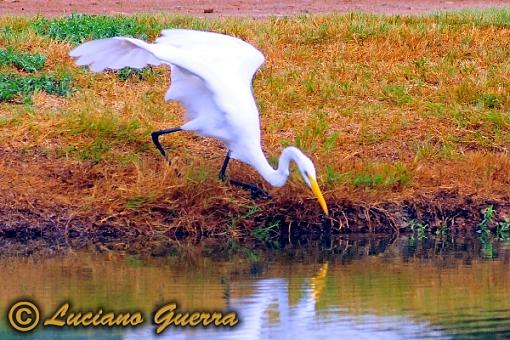 More golf course wildlife.-leg_9792c2.jpg