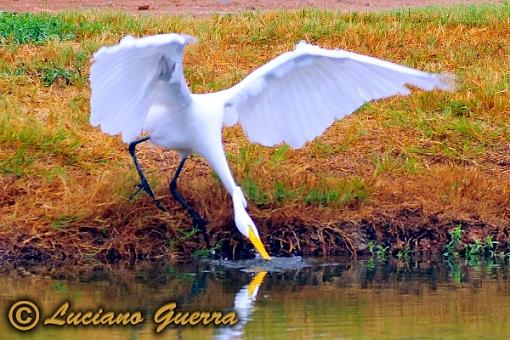 More golf course wildlife.-leg_9794c2.jpg