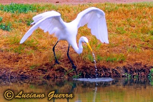 More golf course wildlife.-leg_9795c2.jpg