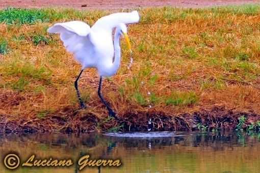 More golf course wildlife.-leg_9796c2.jpg