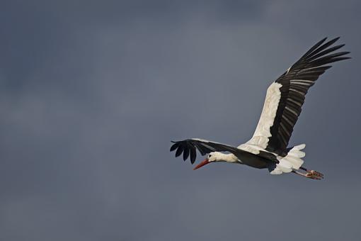 Some storks to savour-white-strk-bshmns-_dsc9748r.jpg