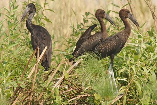 Some storks to savour-afrcn-opn-bll-strk-bots-08-_dsc9222r.jpg