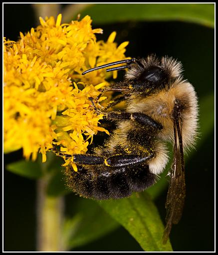 Few from the back yard...-dsc02547-edit.jpg