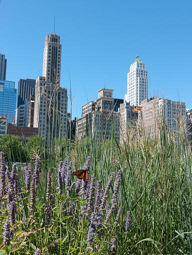 Butterflies in flight-_1010248.jpg