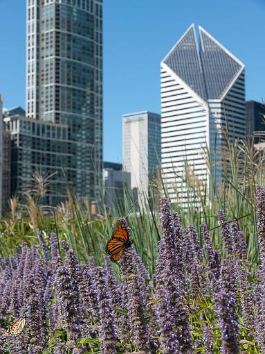 Butterflies in flight-_1010255.jpg