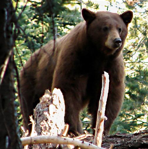 Huge Black Bear-rubiconblackbear800.jpg