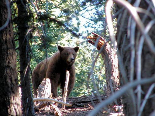 Huge Black Bear-rubiconblackbear800-01.jpg