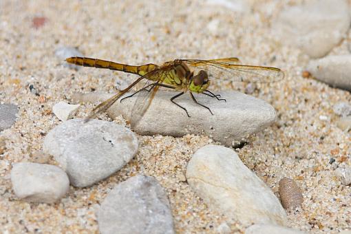 Michigan Dragonflies-20090810-img_4214.jpg