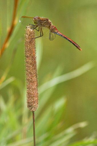 Michigan Dragonflies-20090810-img_4199.jpg