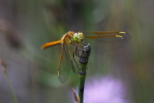 Michigan Dragonflies-20090810-img_4227.jpg