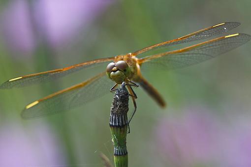 Michigan Dragonflies-20090810-img_4235.jpg