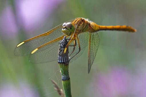 Michigan Dragonflies-20090810-img_4244.jpg