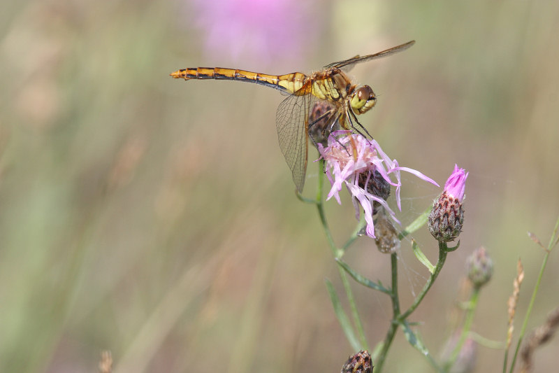 Dragonflies+of+michigan