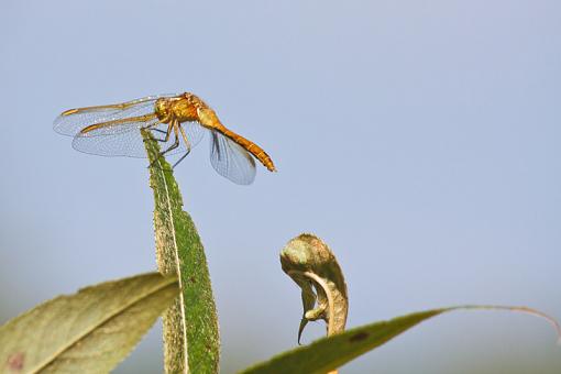 Michigan Dragonflies-20090810-img_4385.jpg