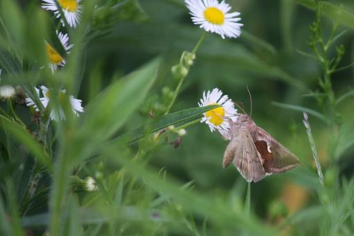 Moth?-20090906-img_6133.jpg