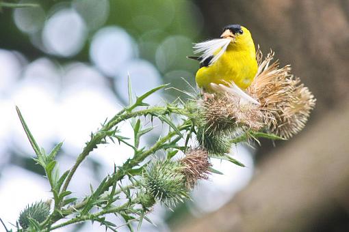 Goldfinch at Lunch-20090906-img_6096.jpg