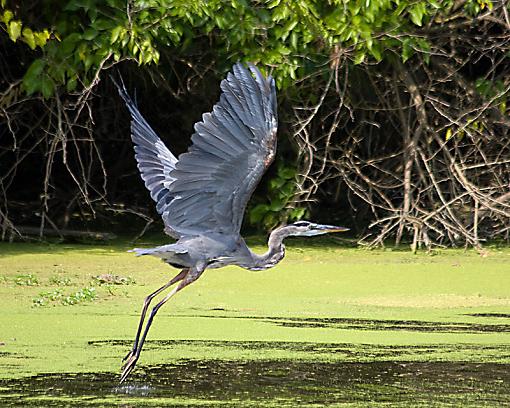 Great Blue Heron-heronsharper.jpg