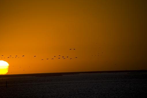 Sunset Cormorants and Palms-snst-crmrnts-wlvs-nam-09-_dsc1243.jpg