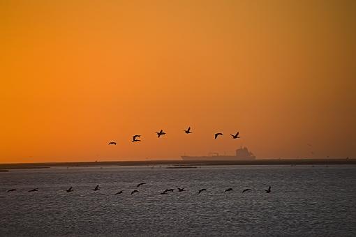 Sunset Cormorants and Palms-snst-crmrnts-wlvs-nam-09-_dsc1248.jpg